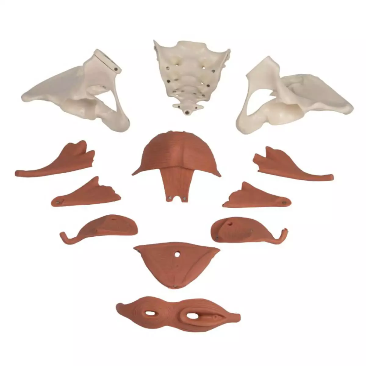  Modèle du plancher pelvien féminin
