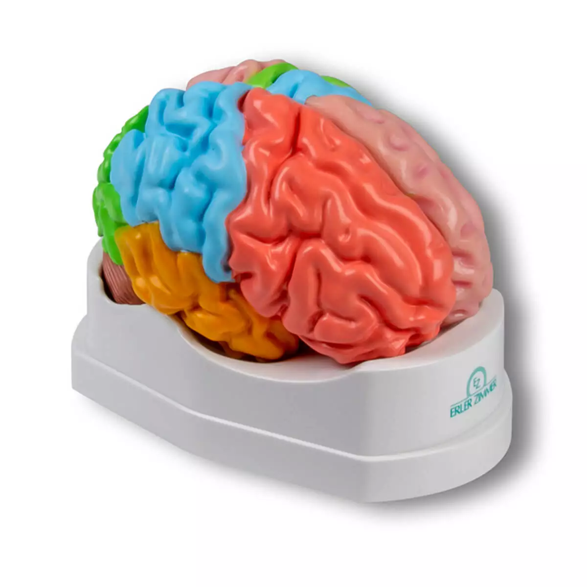 modèle de cerveau grandeur nature en 5 parties avec fonction de réalité augmentée