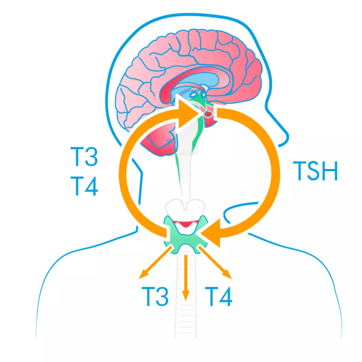  Bloom Thyroid Test