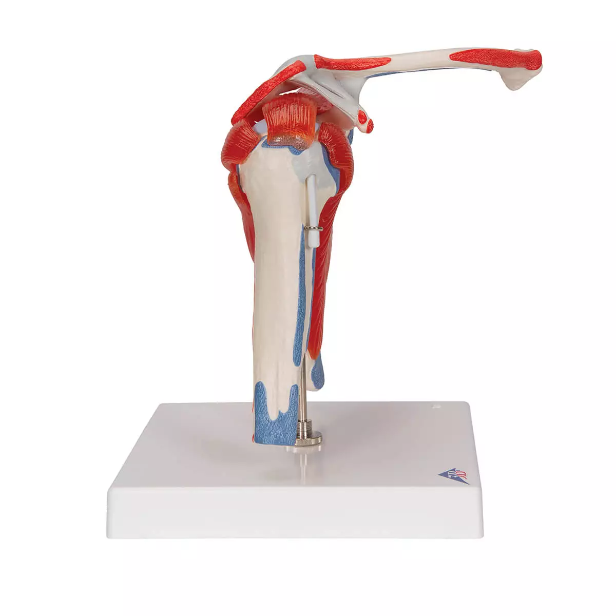  Modèle d'articulation de l'épaule
