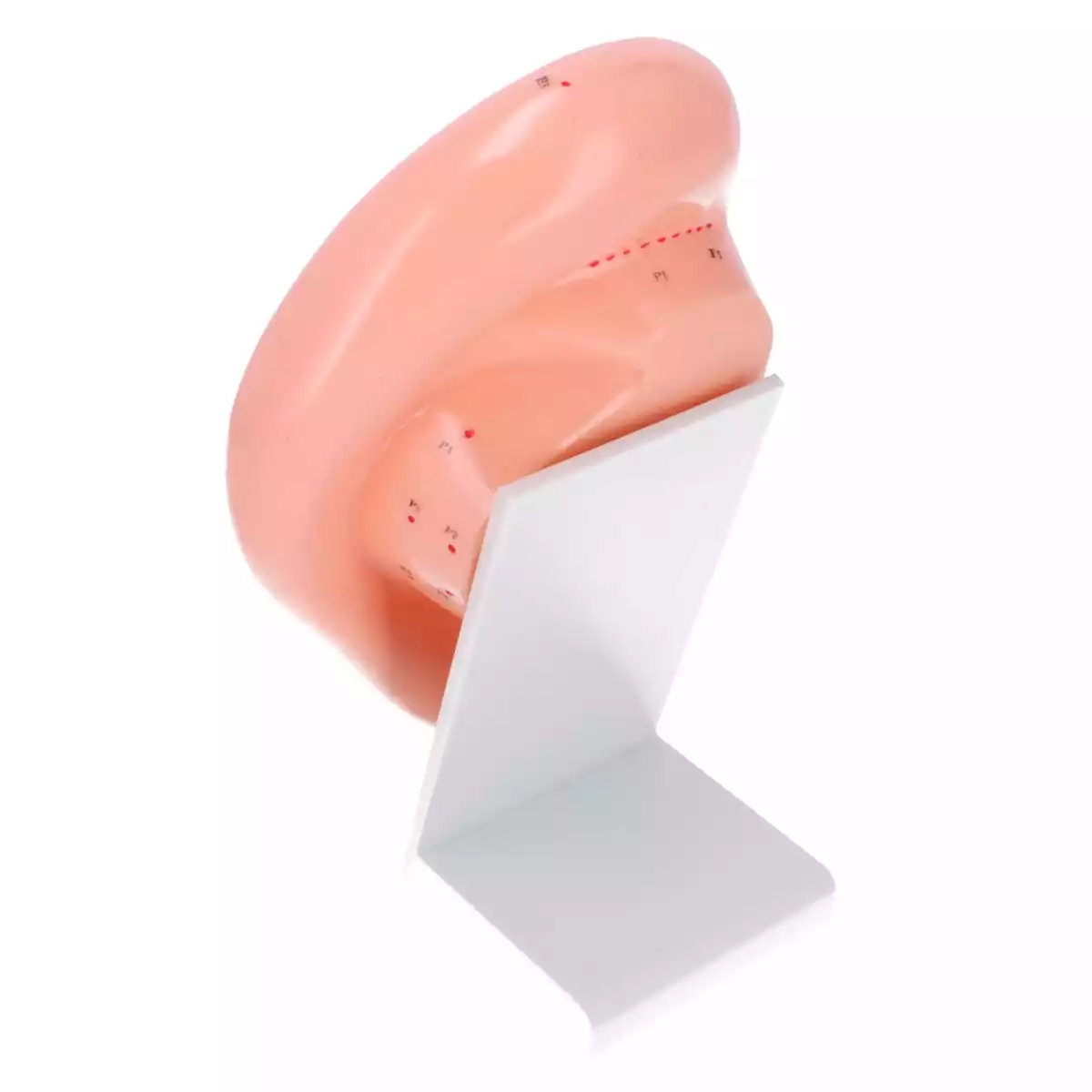  Modèle d'acupuncture de l'oreille