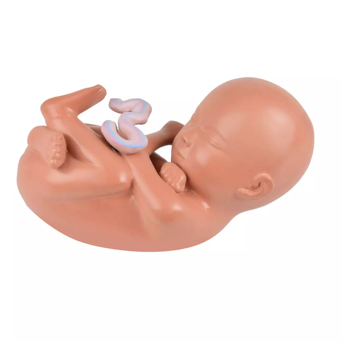  Modèle de grossesse avec foetus amovible