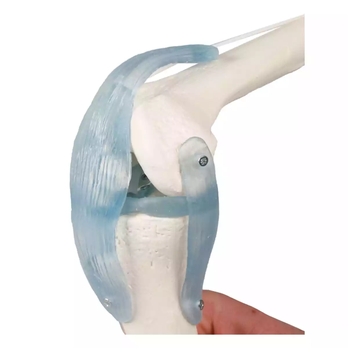 Modèle d'articulation du genou