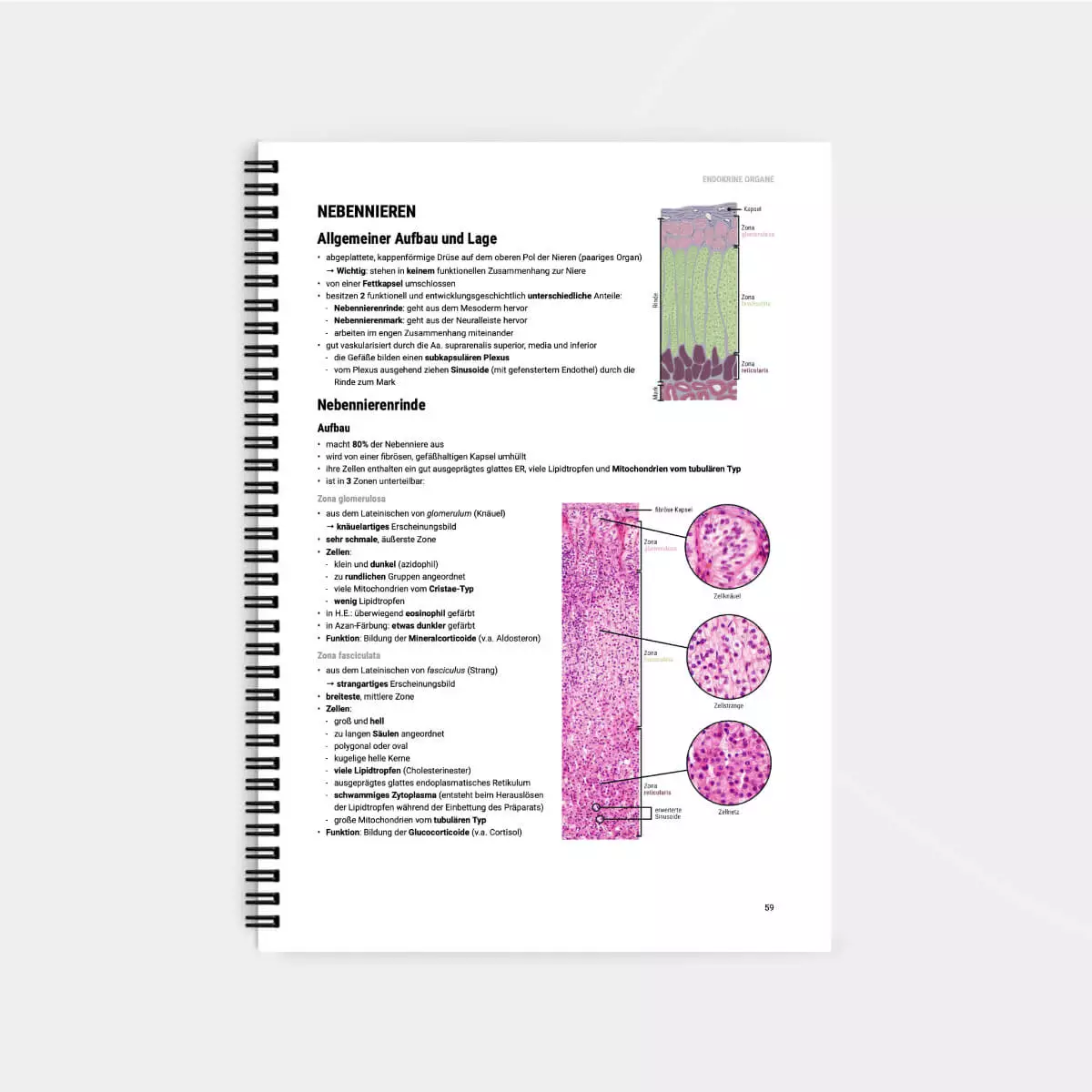  Histologie Lernskript