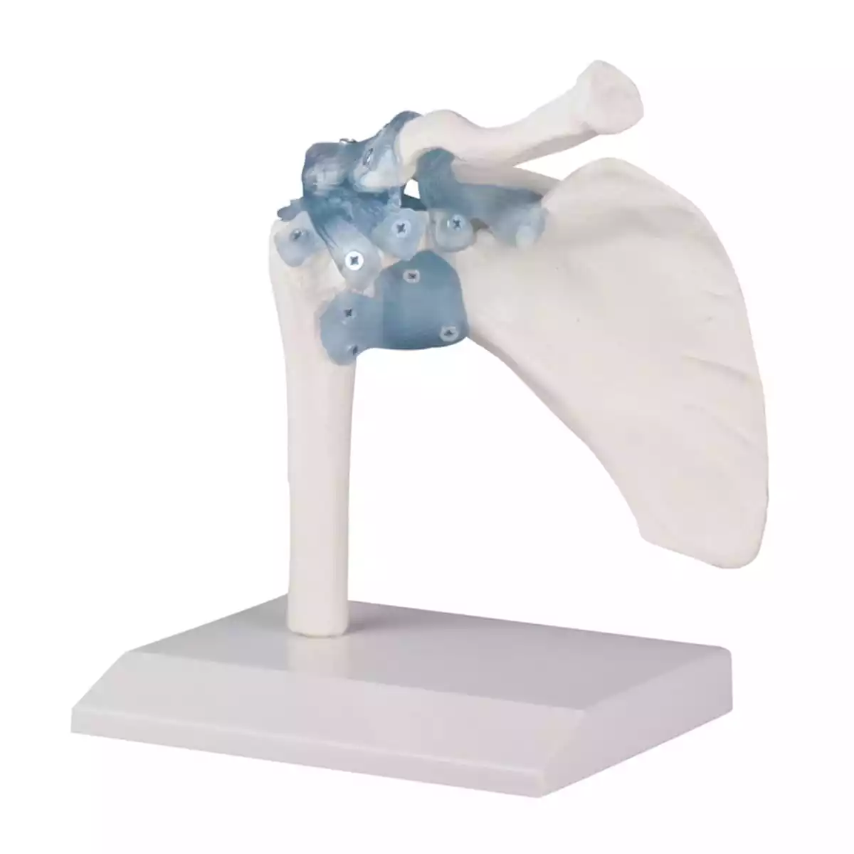  Modèle d'articulation d'épaule