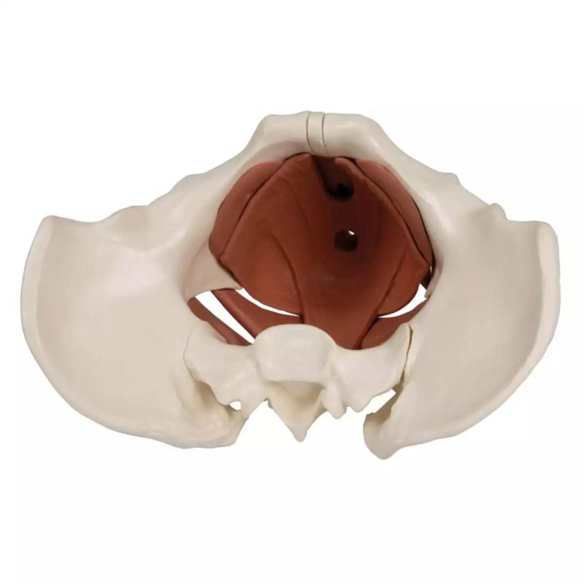  Modèle du plancher pelvien féminin