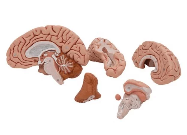  Modèle détaillé de cerveau