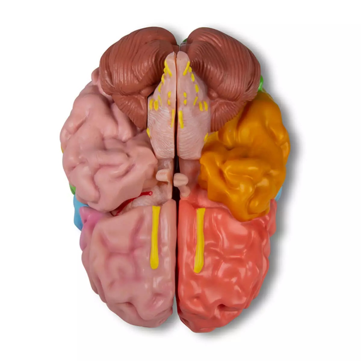  modèle de cerveau grandeur nature en 5 parties avec fonction de réalité augmentée