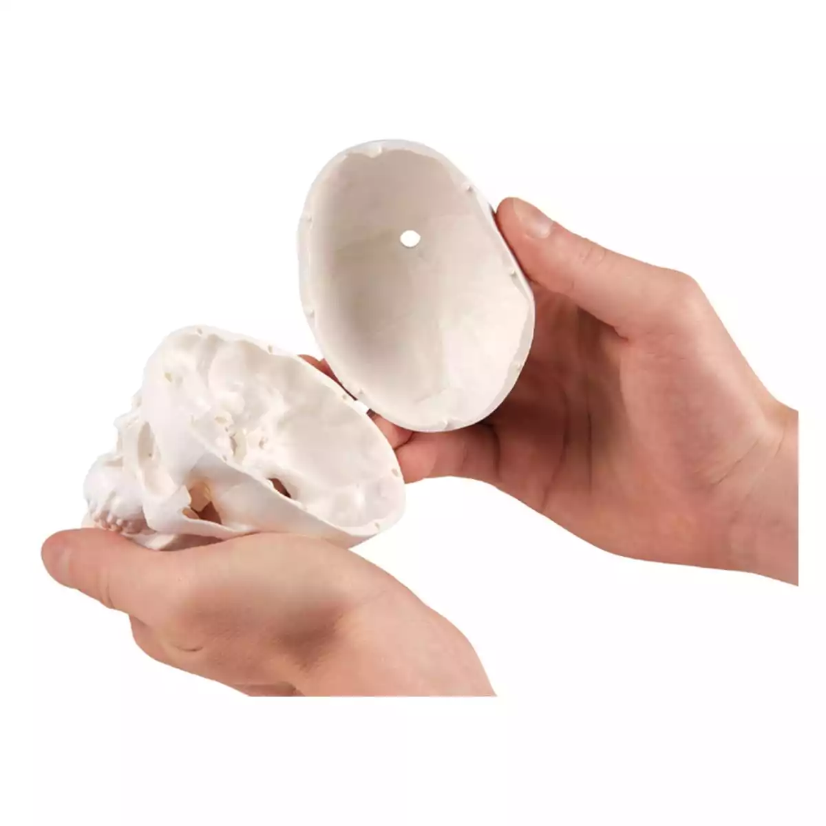  Crâne miniature avec trépied