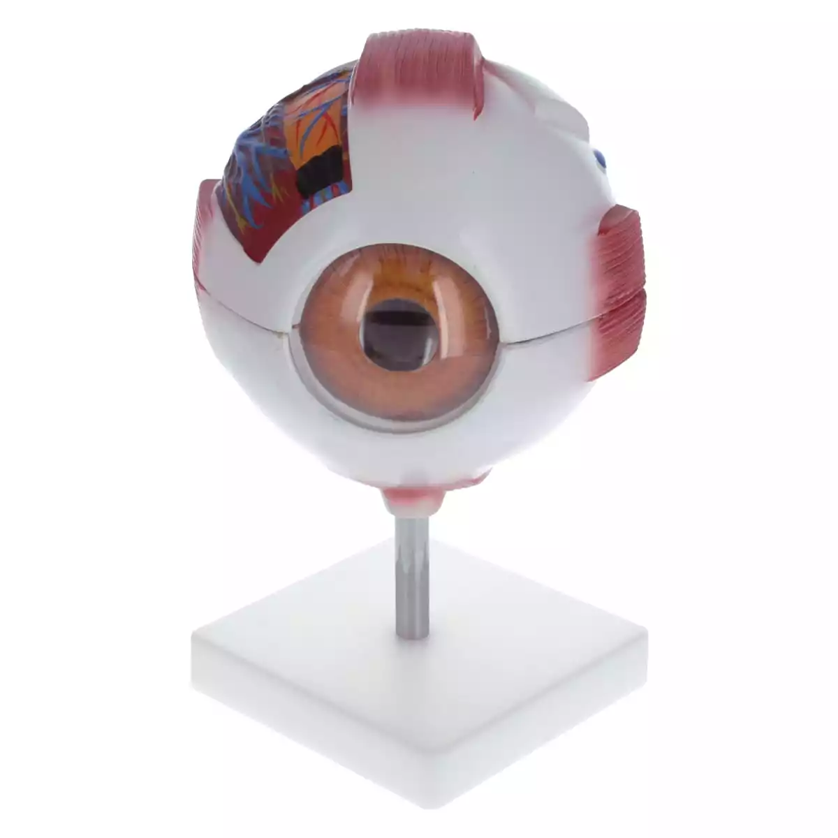  Modèle anatomique d'oeil