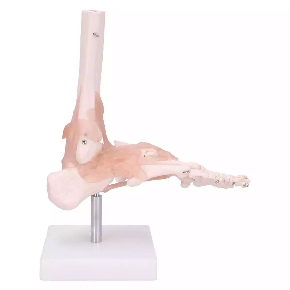  Modèle anatomique du pied