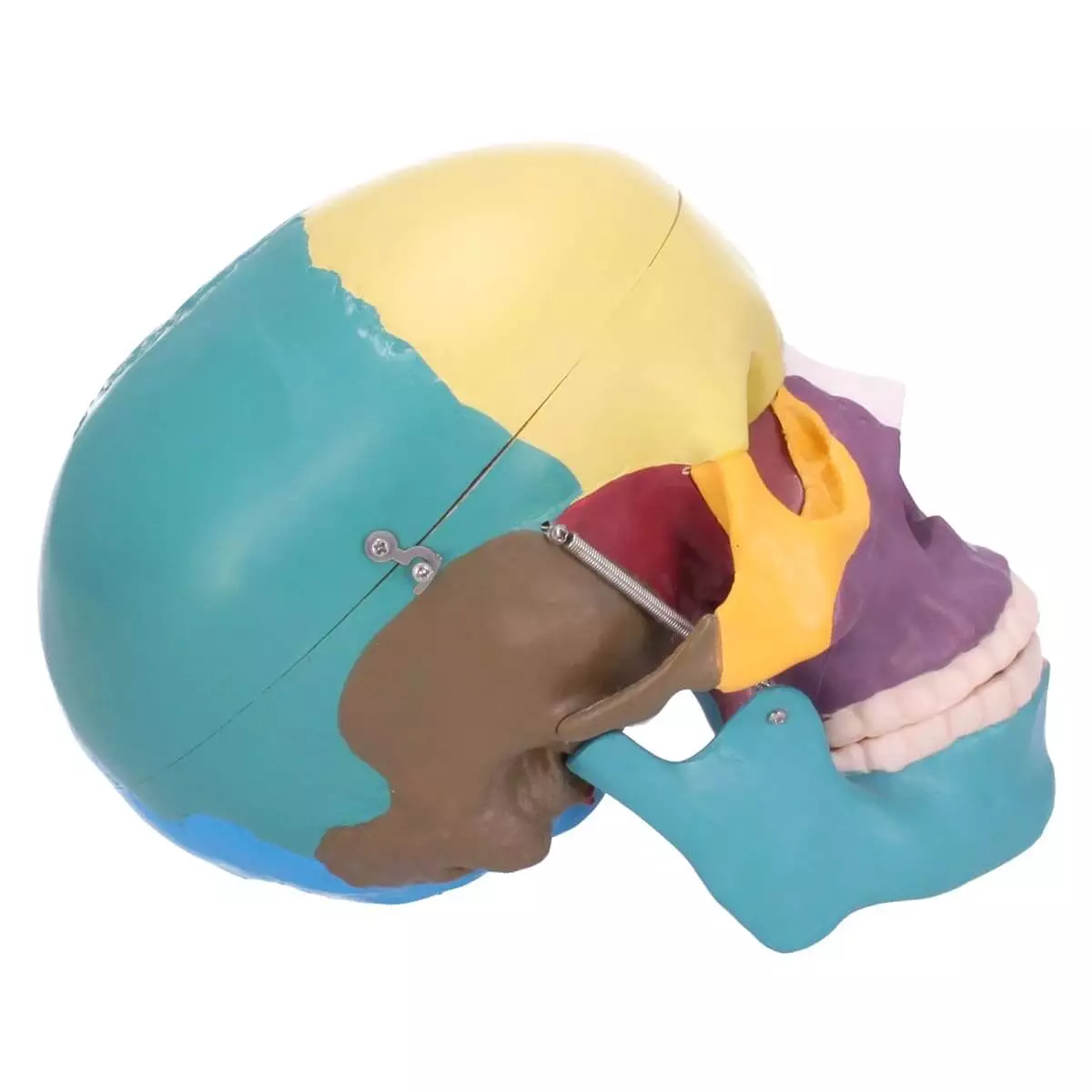  Modèle de crâne avec coloration didactique