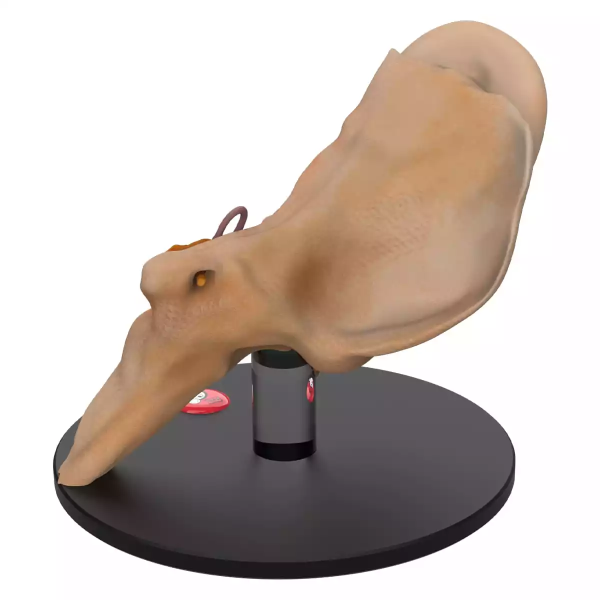  Modèle d'oreille anatomique « Auris »