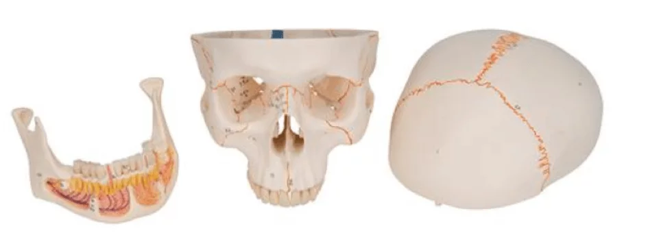  Modèle anatomique crâne/mandibule détaillée
