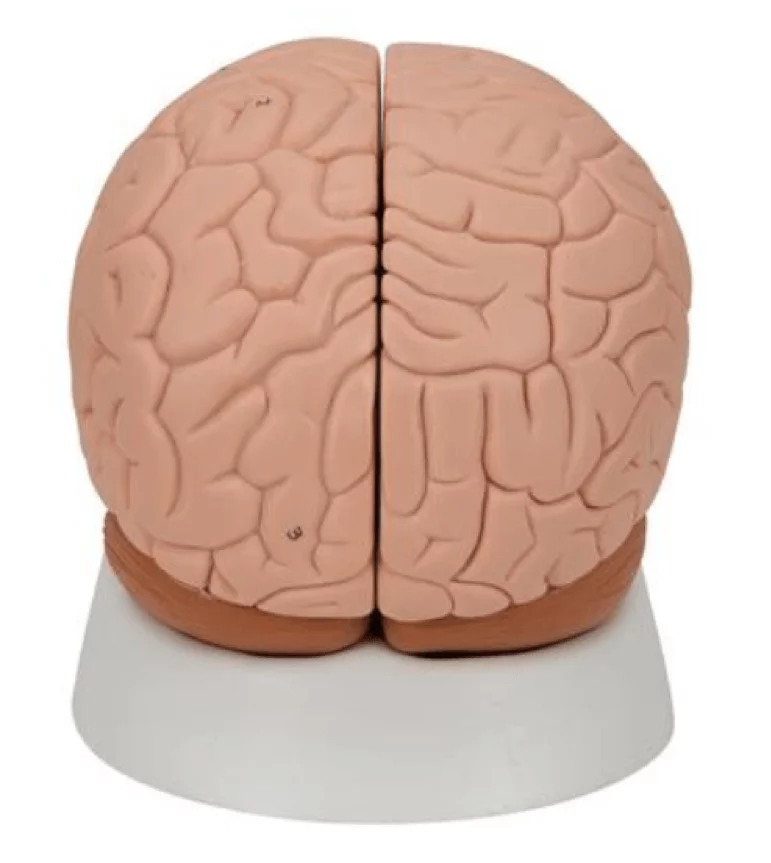  Modèle anatomique de cerveau