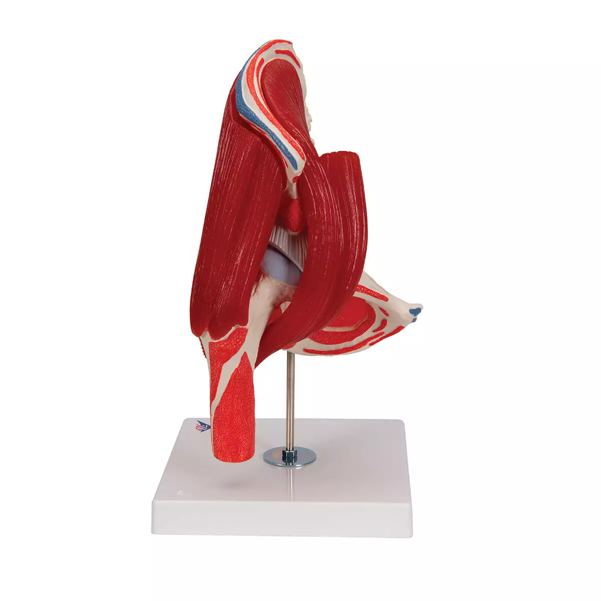  Modèle d'articulation de la hanche