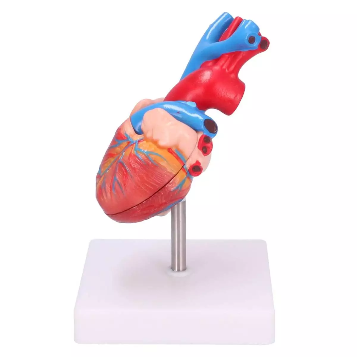 Modèle anatomique du coeur