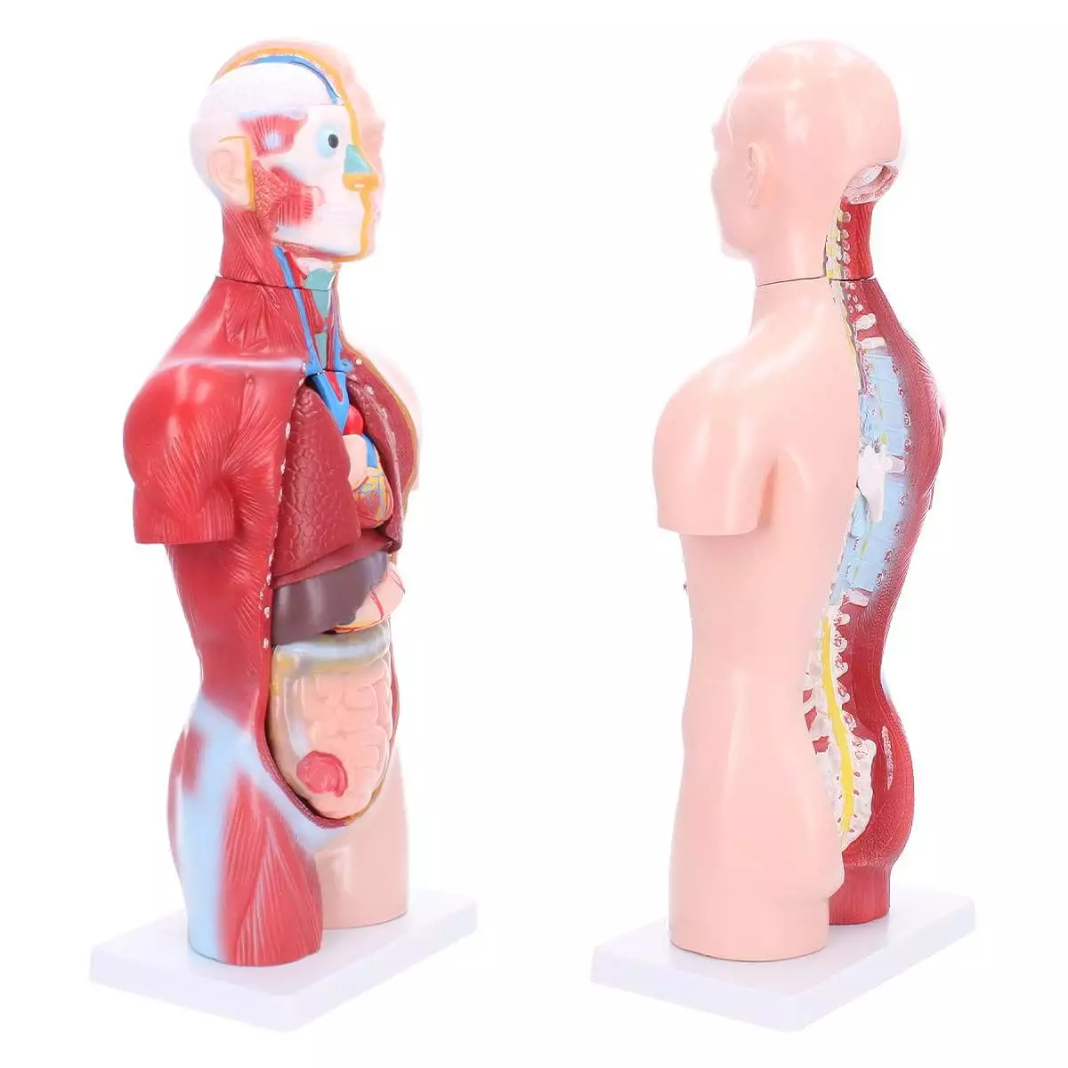  Modèle de torse