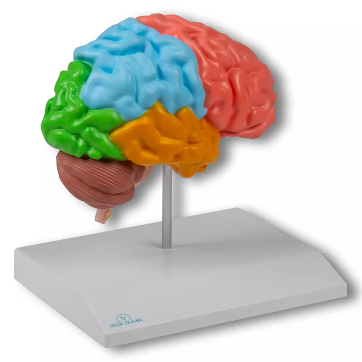  Modèle d’hémisphère cérébral régional – EZ Augmented Anatomy