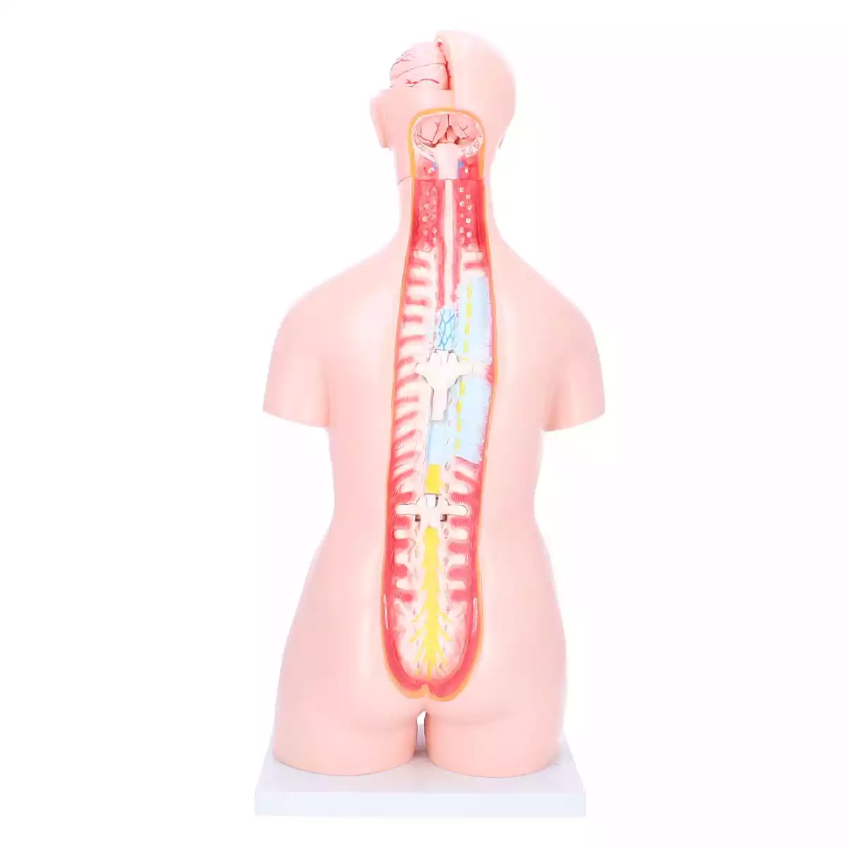  Modèle anatomique de torse