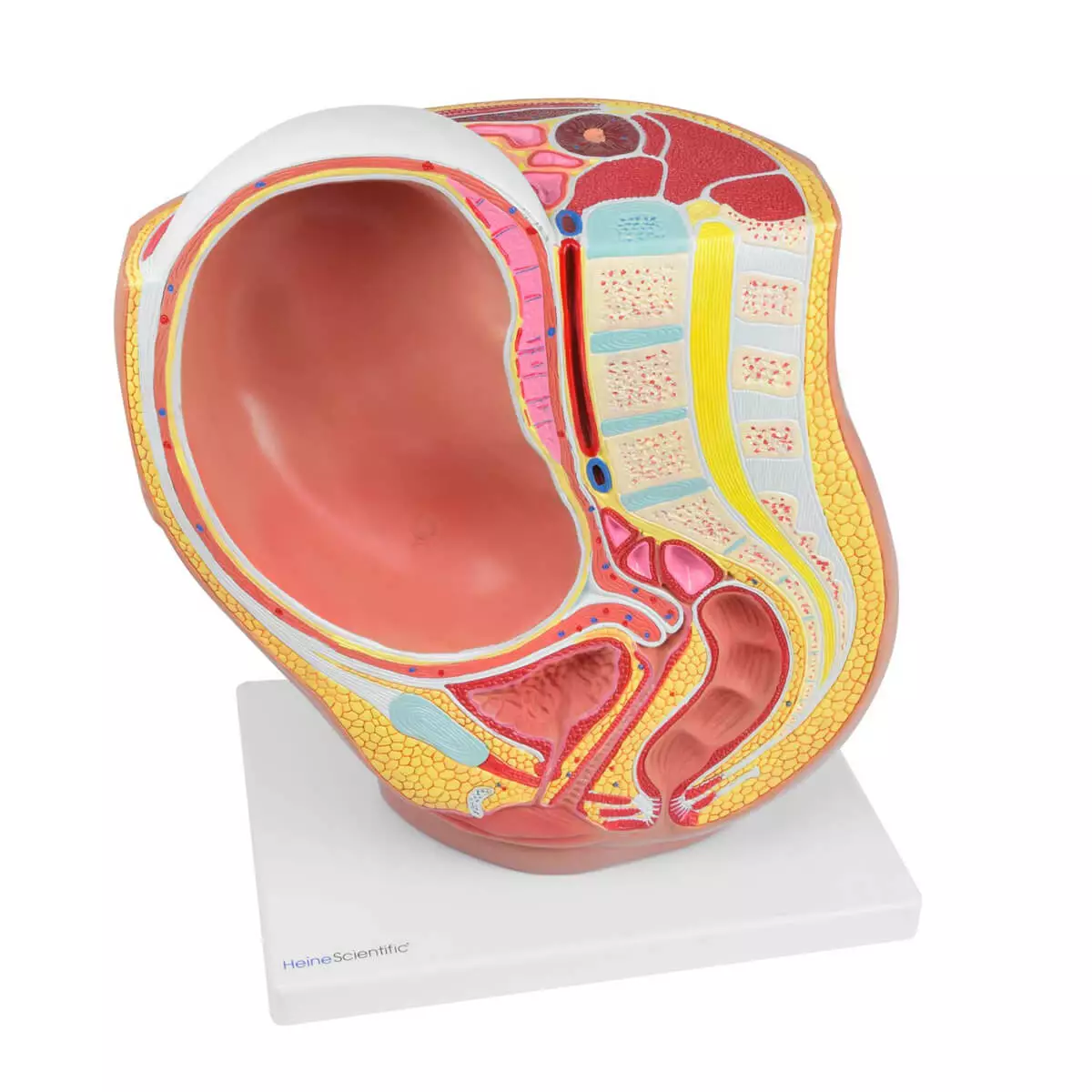  Modèle de grossesse avec foetus amovible
