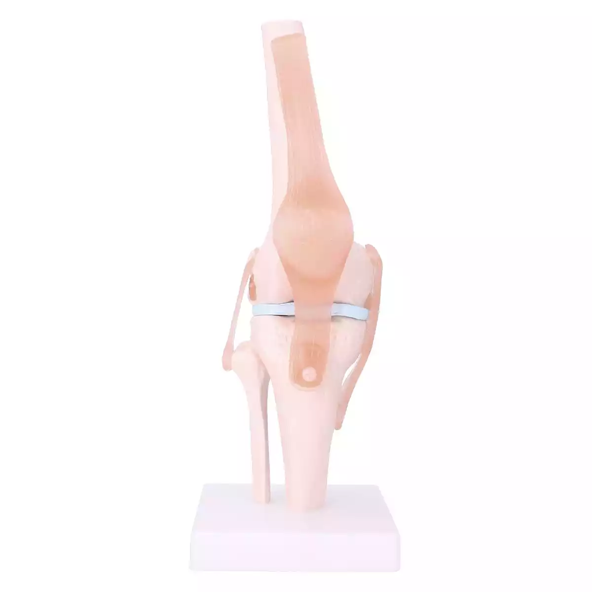  Modèle articulé du genou