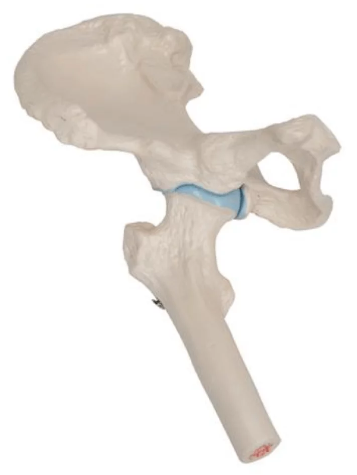  Articulation de la hanche mini