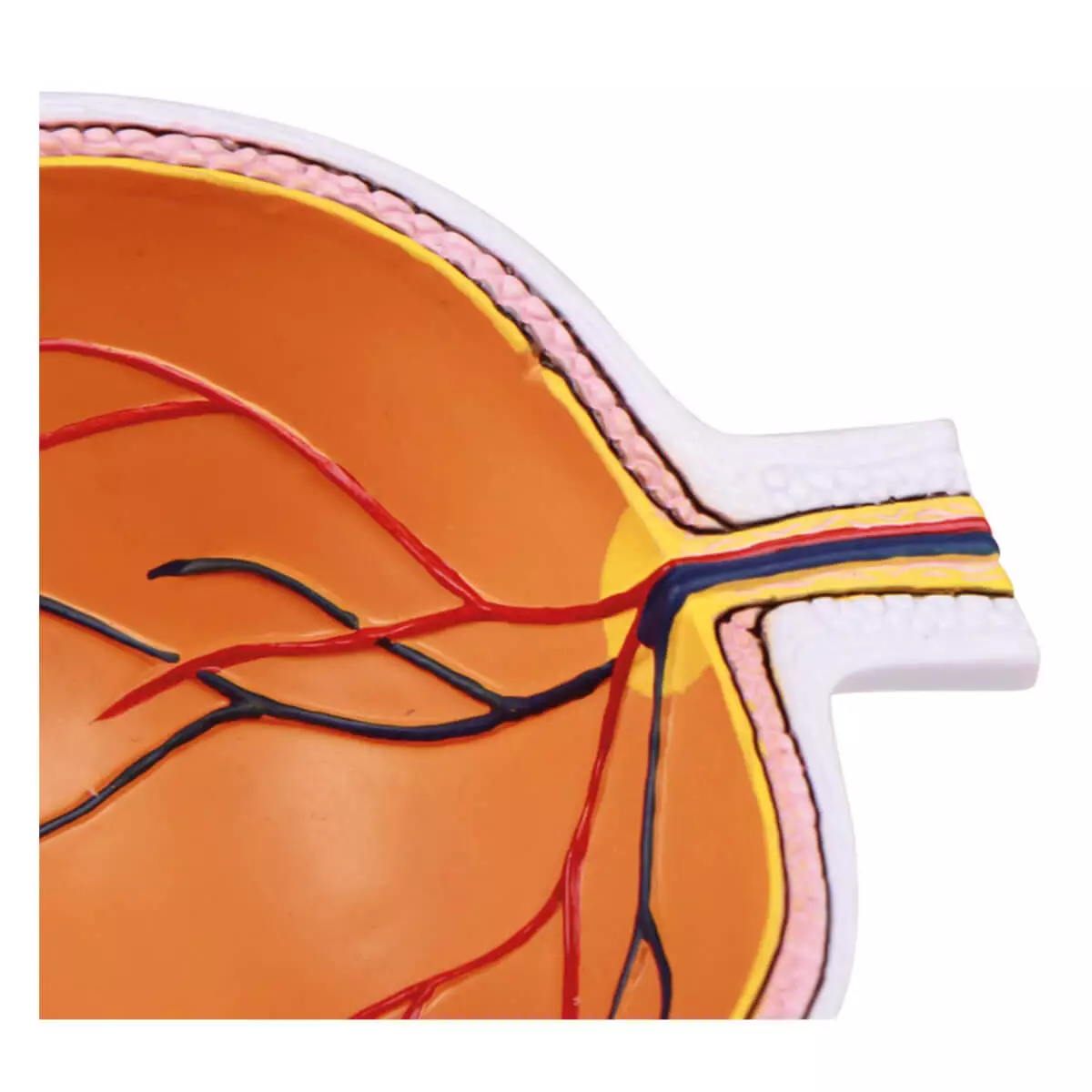 Modèle anatomique d’œil agrandi – EZ Augmented Anatomy Modèle anatomique d’œil agrandi – EZ Augmented Anatomy