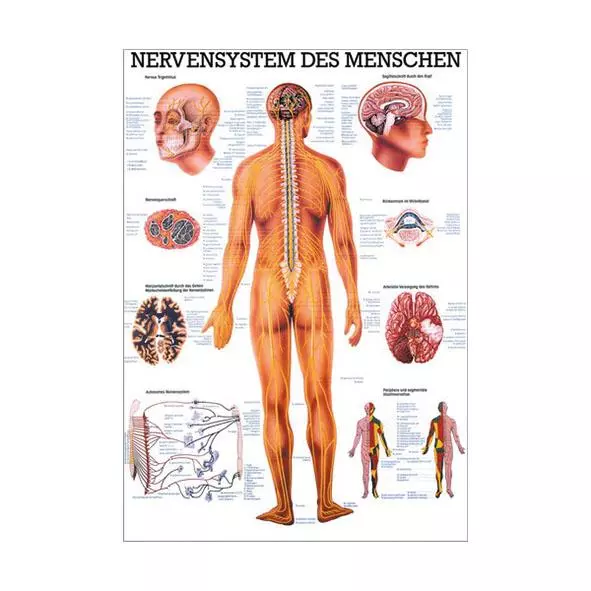  Planche pédagogique - Le système nerveux humain