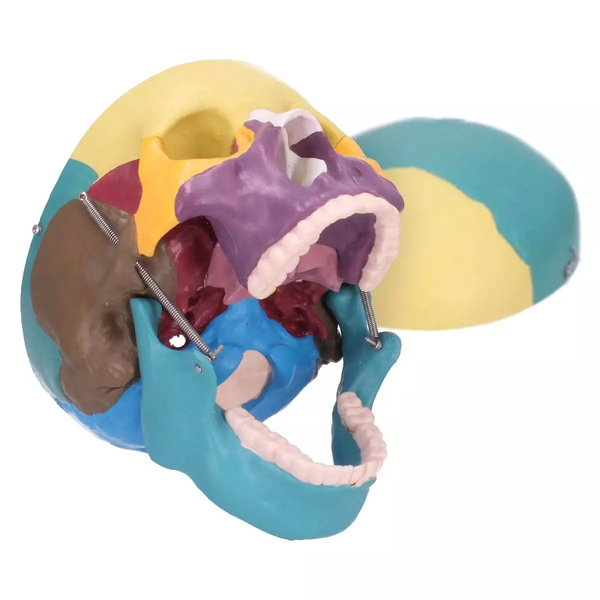  Modèle de crâne avec coloration didactique