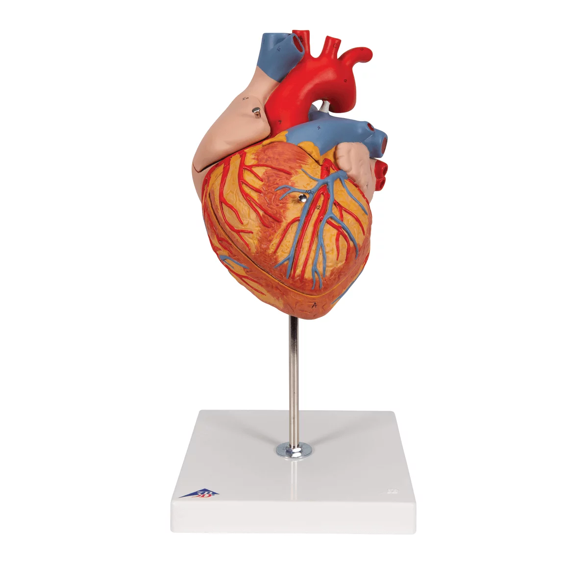  Modèle anatomique du coeur