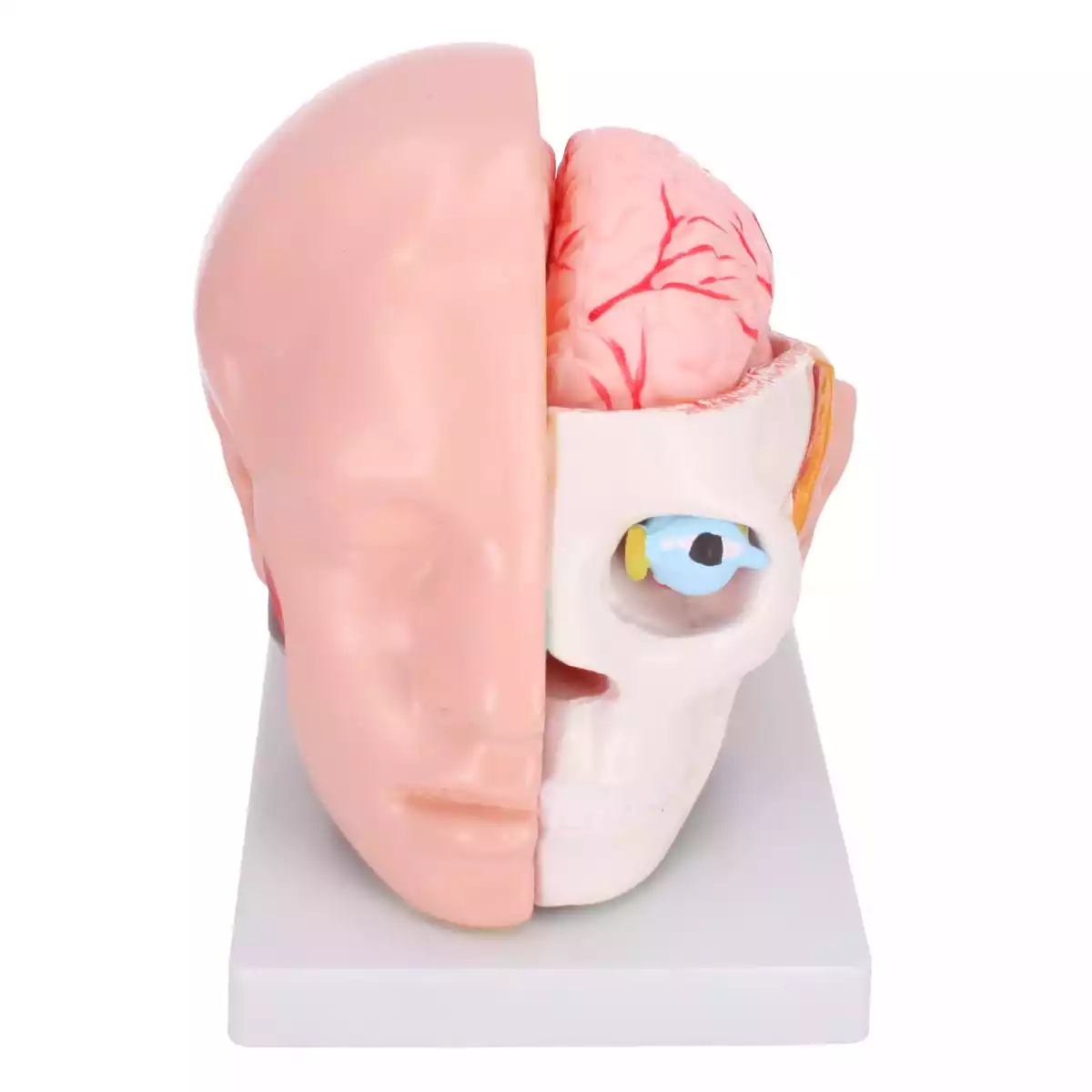  Modèle de tête anatomique avec cerveau