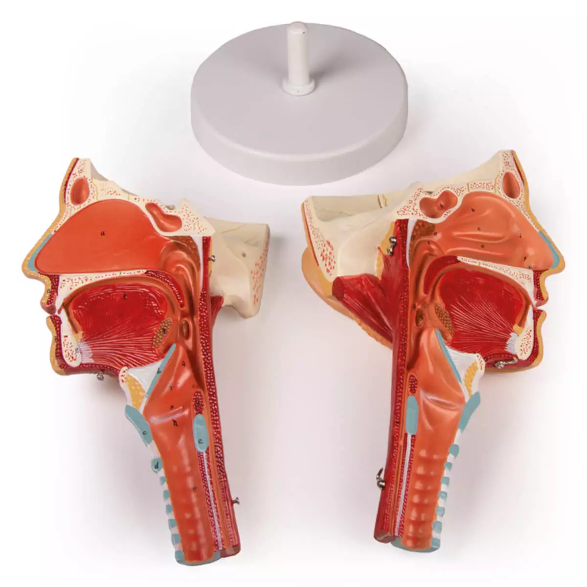  Modèle de tête avec pharynx et larynx