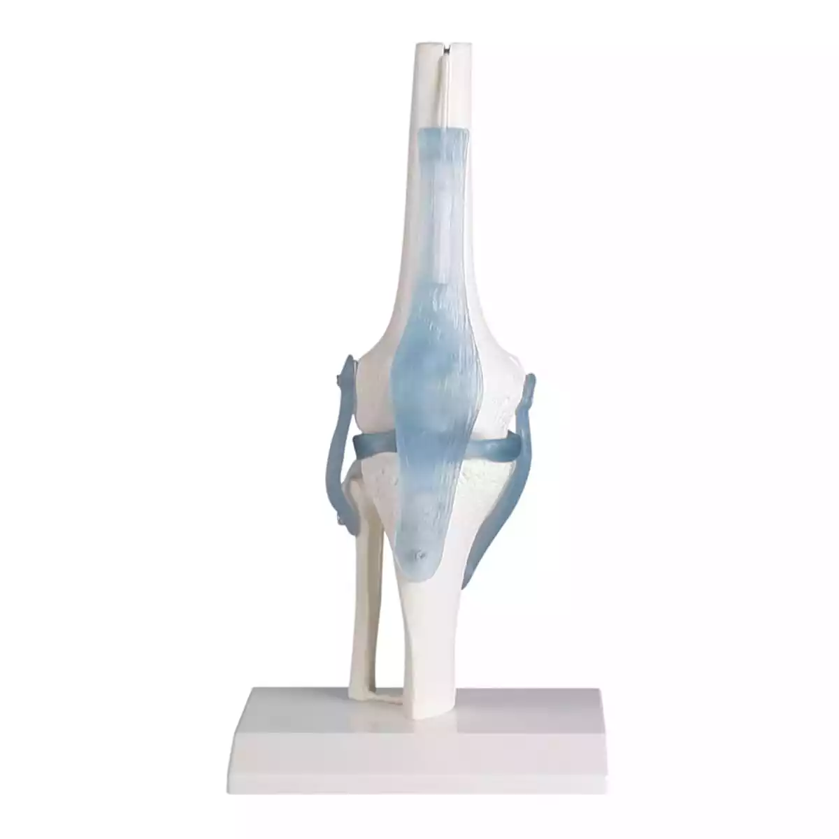  Modèle d'articulation du genou