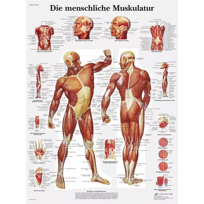  Planche pédagogique - La musculature humaine