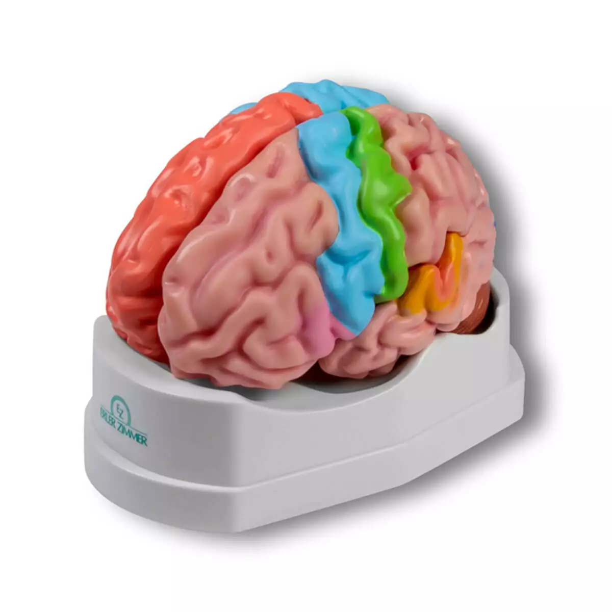  modèle de cerveau grandeur nature en 5 parties avec fonction de réalité augmentée