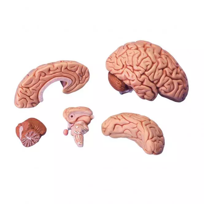  Modèle détaillé de cerveau