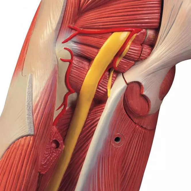  Modèle musculaire à deux sexes