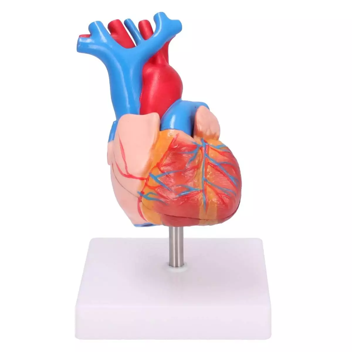  Modèle anatomique du coeur