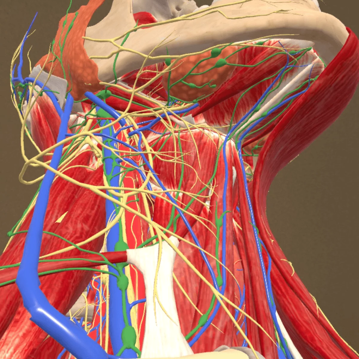  Application d’anatomie en réalité mixte « Corpus » pour Meta Quest 3/3S