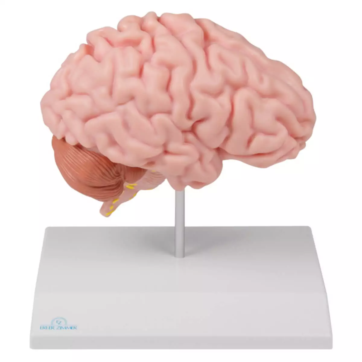  Modèle moitié du cerveau – EZ Augmented Anatomy