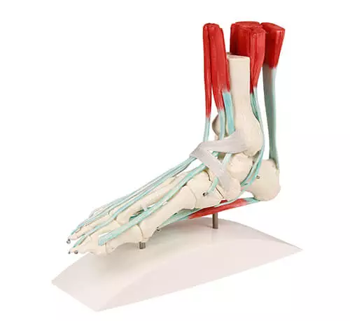  Squelette du pied avec tendons
