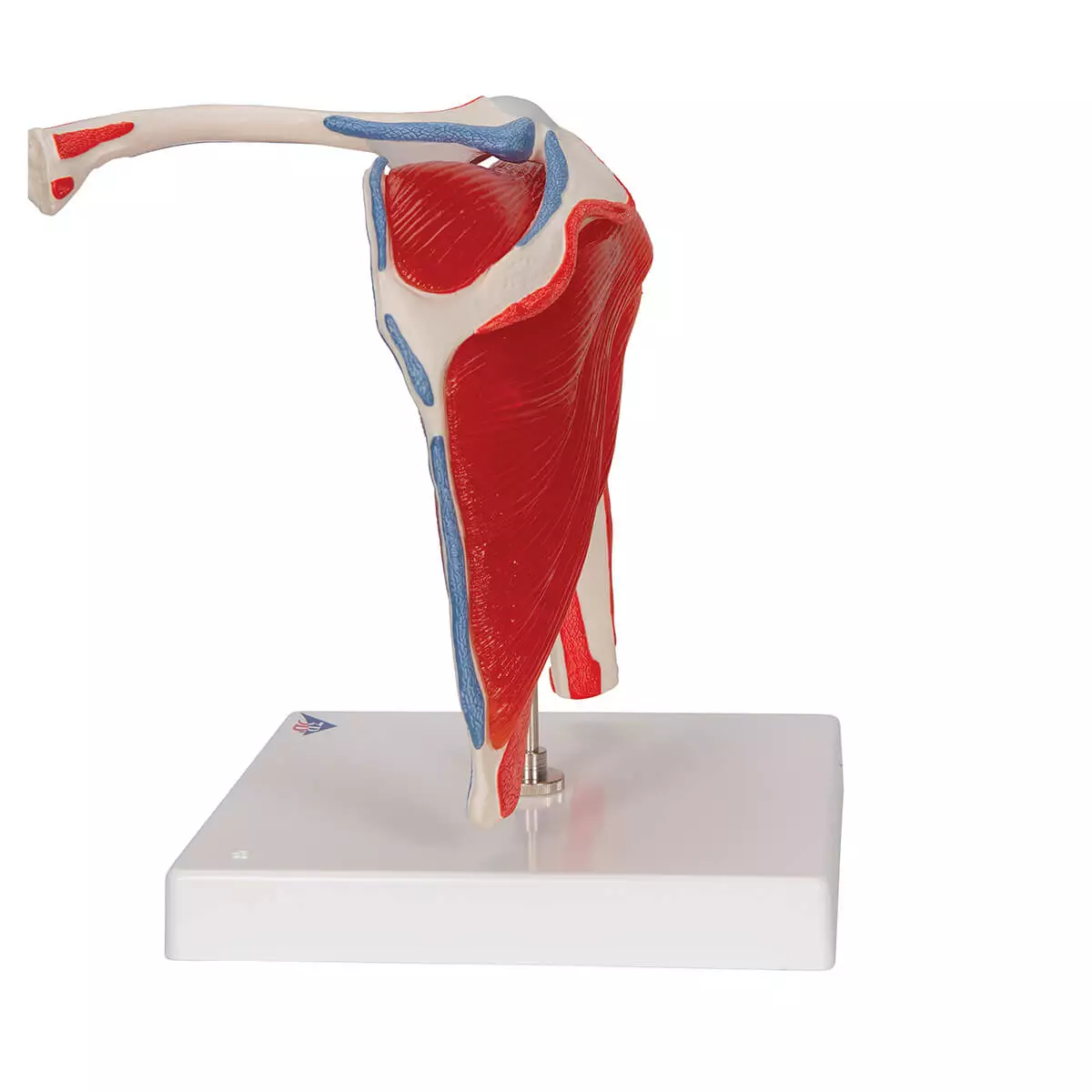  Modèle d'articulation de l'épaule