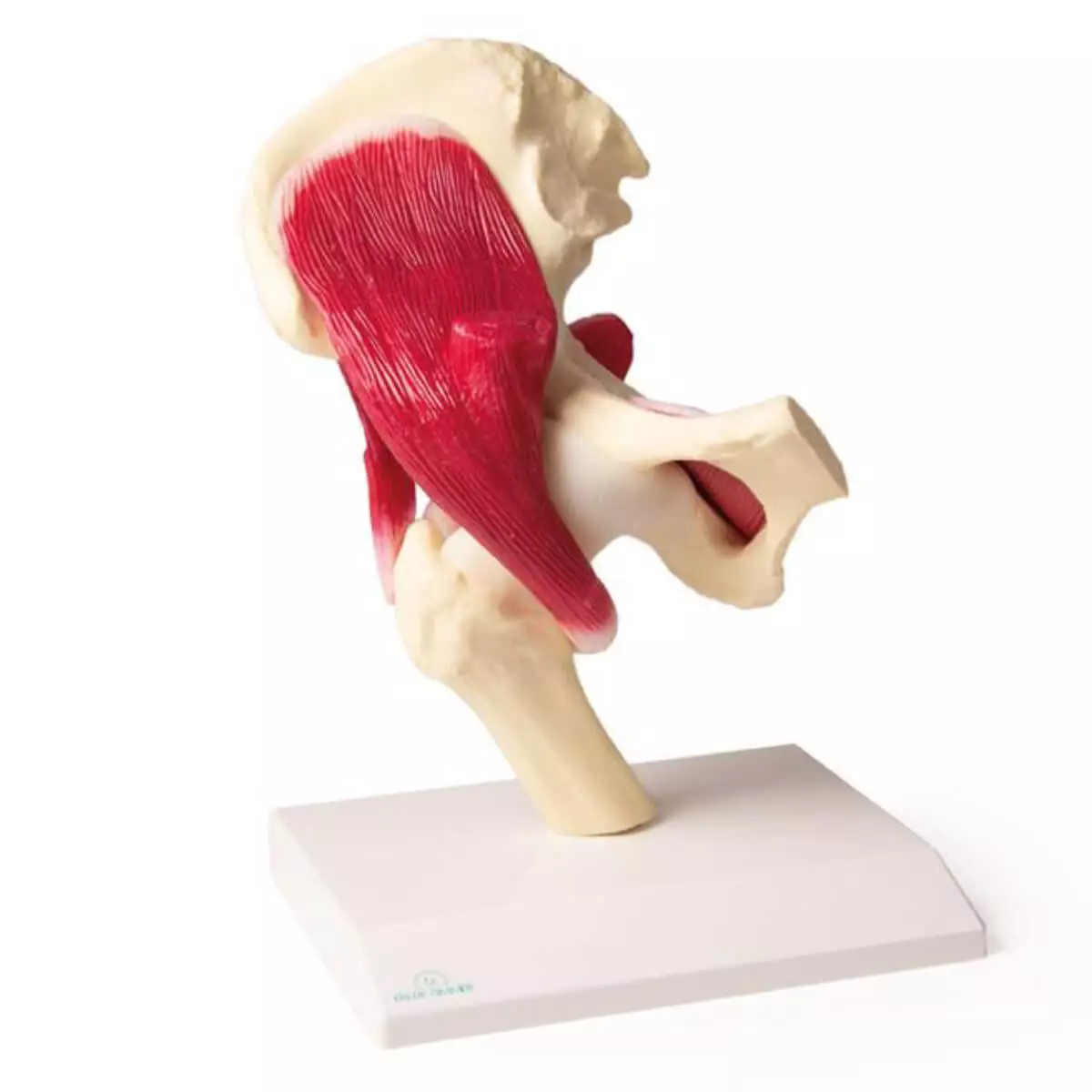  Modèle de l’articulation de la hanche avec musculature