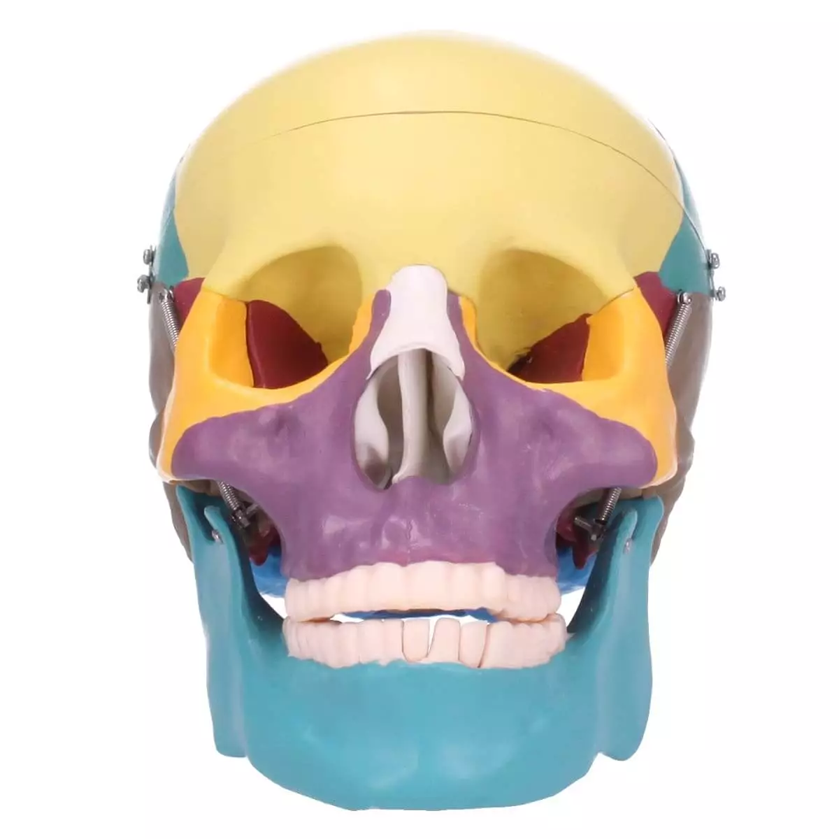  Modèle de crâne avec coloration didactique