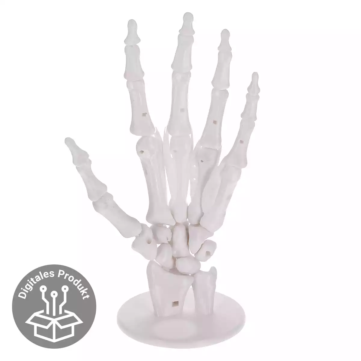  Puzzle anatomique 3D du modèle de main « Manus »