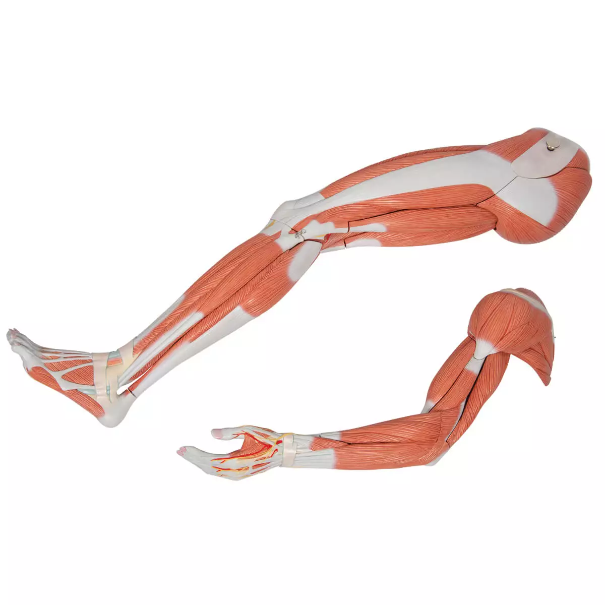  Modèle musculaire à deux sexes