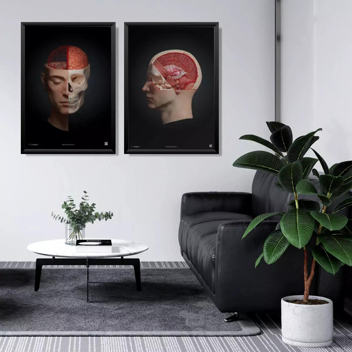  Collection AnatomyARt