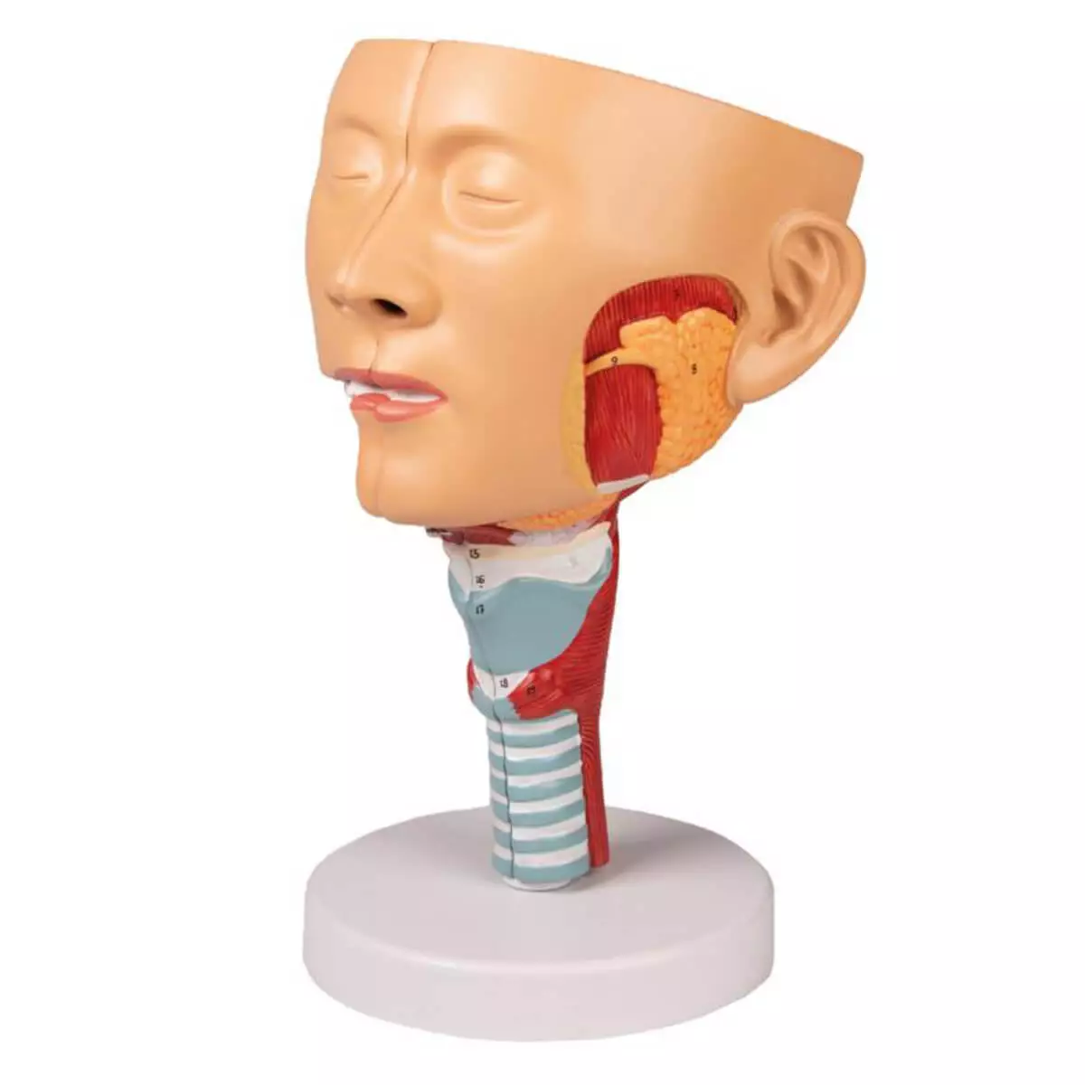  Modèle de tête avec pharynx et larynx