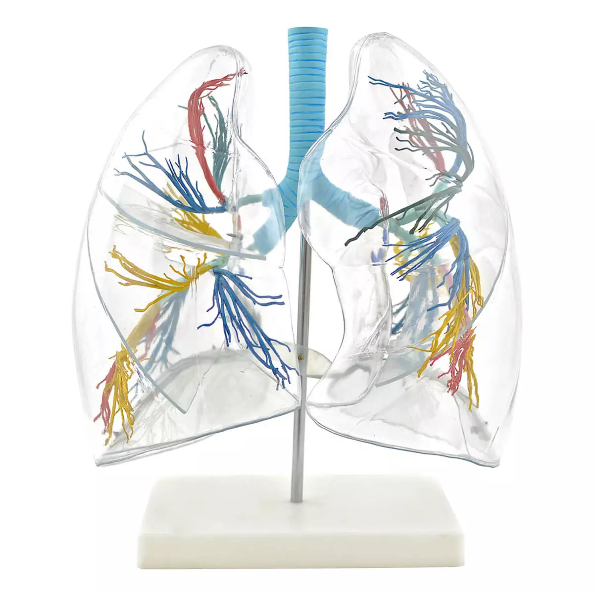  Modèle pulmonaire transparent avec arbre bronchique